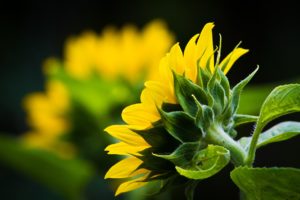 sunflower, flower, yellow flower-6520055.jpg